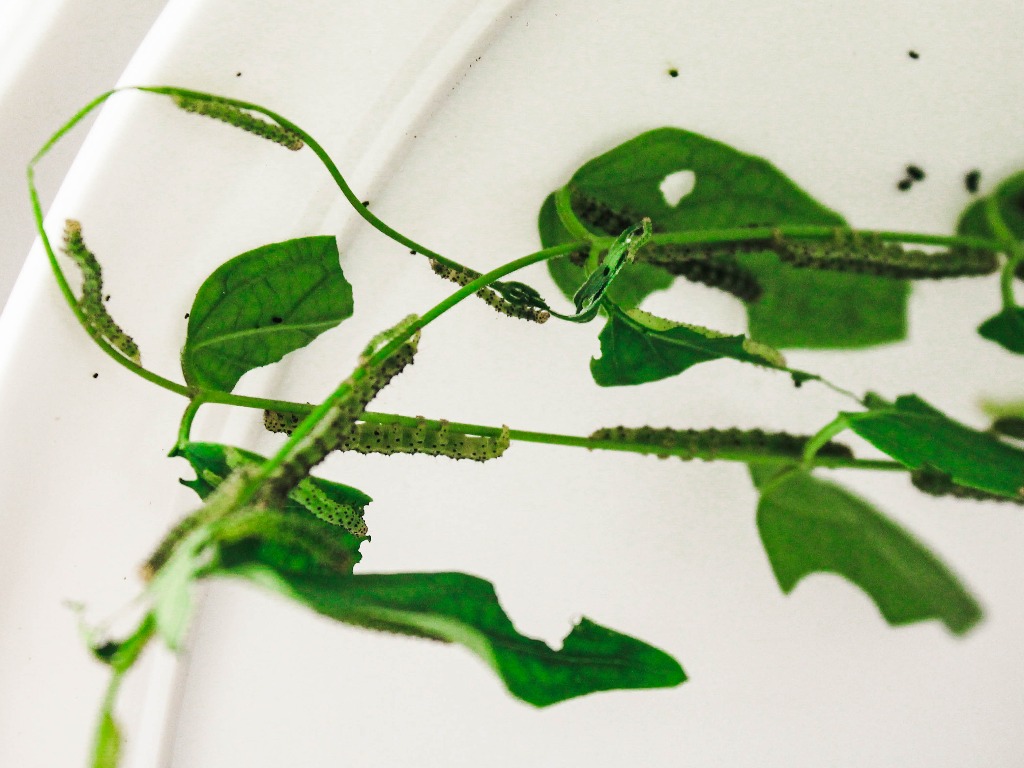 Hypena opulenta caterpillars